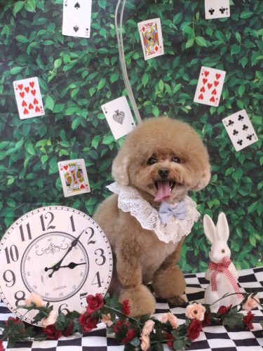 20250425ピノくん